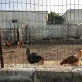 Intorno all�abitazione aleggia un calmo silenzio, rotto per� a un certo punto da un acuto verso di animale. Un piccolo angolo della propriet� � infatti racchiuso da una recinzione...